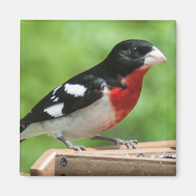 Íman Grosbeak de peito rosa (Frente)
