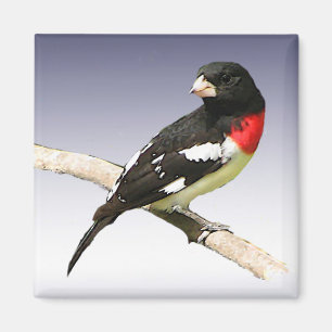 Íman Grosbeak do Rosa-breasted