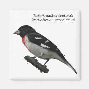 Íman Grosbeak do Rosa-Breasted