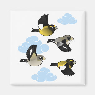 Íman Grosbeaks de noite em vôo