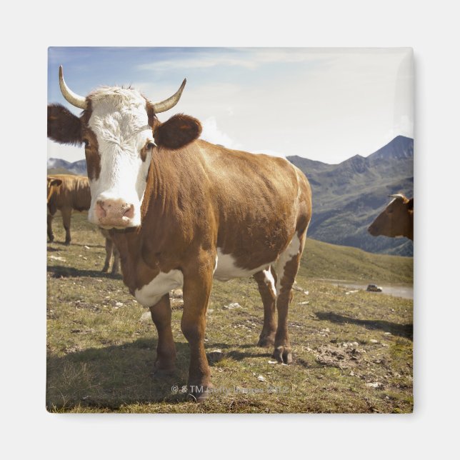 Íman grossglockner hochalpenstrasse, hohe tauern, (Frente)