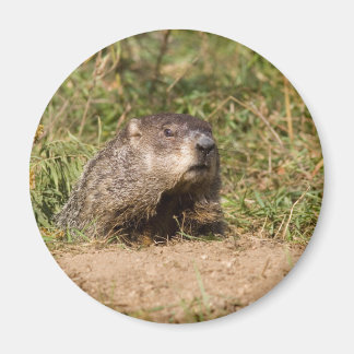 Íman Groundhog