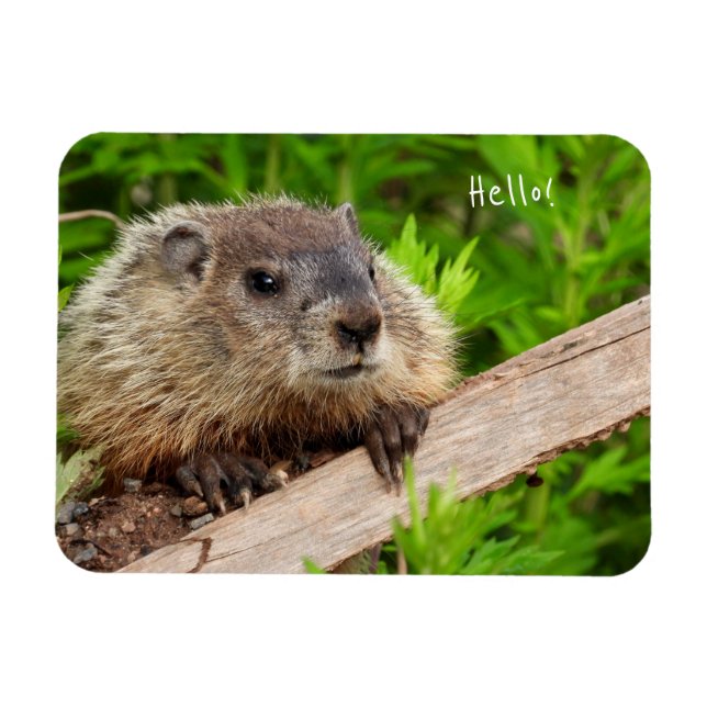 Íman Groundhog De Bebê Cento/Woodchuck (Horizontal)