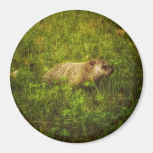 Íman Groundhog em um ímã de campo