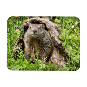 Íman Groundhog em um registro vazio