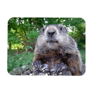 Íman Groundhog Flexi Magnet 3 x 4