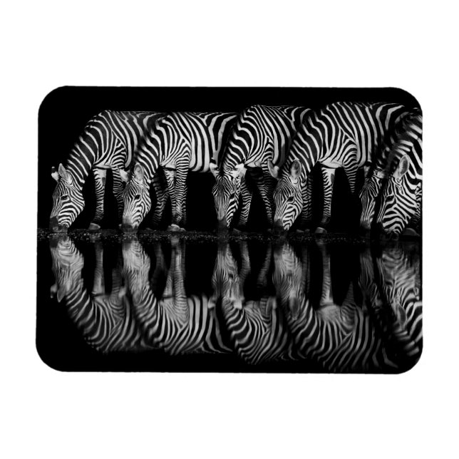 Íman Group of Plains Zebra Drink Together at Night (Horizontal)