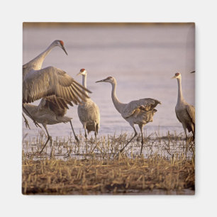 Íman Grous-de-areia Grus canadensis) Platte