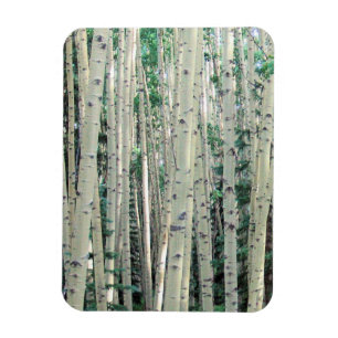 Íman Grove de Colorado Aspen Trees - Magnet