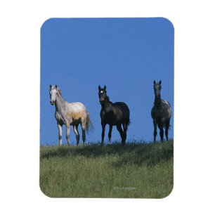 Íman Grupo de Árabes