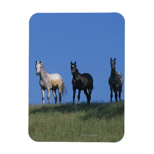 Íman Grupo de Árabes (Vertical)