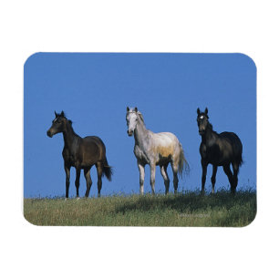 Íman Grupo de Árabes