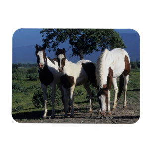 Íman Grupo de cavalos da pintura