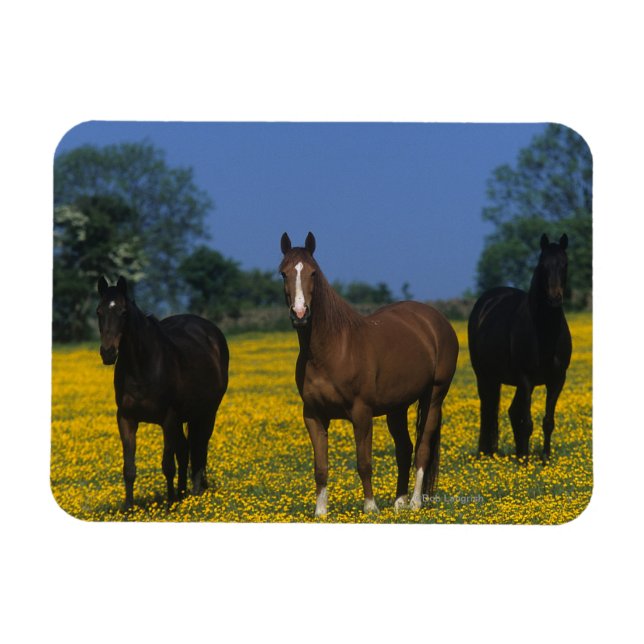 Íman Grupo de Cavalos de raça pura (Horizontal)