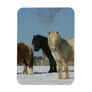 Íman Grupo de cavalos diminutos na neve