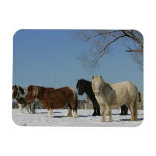 Íman Grupo de cavalos diminutos na neve