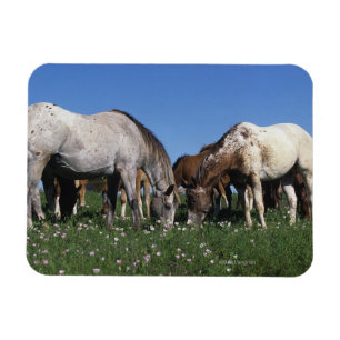 Íman Grupo de cavalos do Appaloosa que pastam