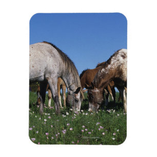 Íman Grupo de cavalos do Appaloosa que pastam