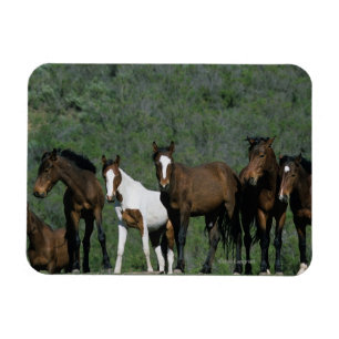 Íman Grupo de cavalos selvagens do mustang