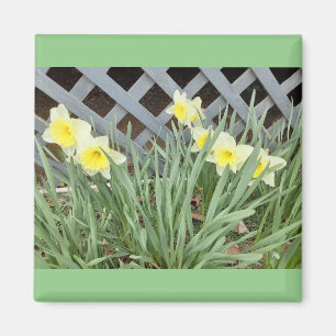 Íman Grupo de Daffodils