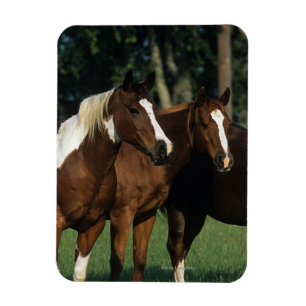 Íman Grupo de estar dos cavalos da pintura