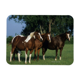 Íman Grupo de estar dos cavalos da pintura