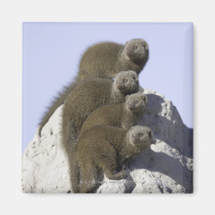 Íman Grupo de mangusto do anão em um monte da térmita