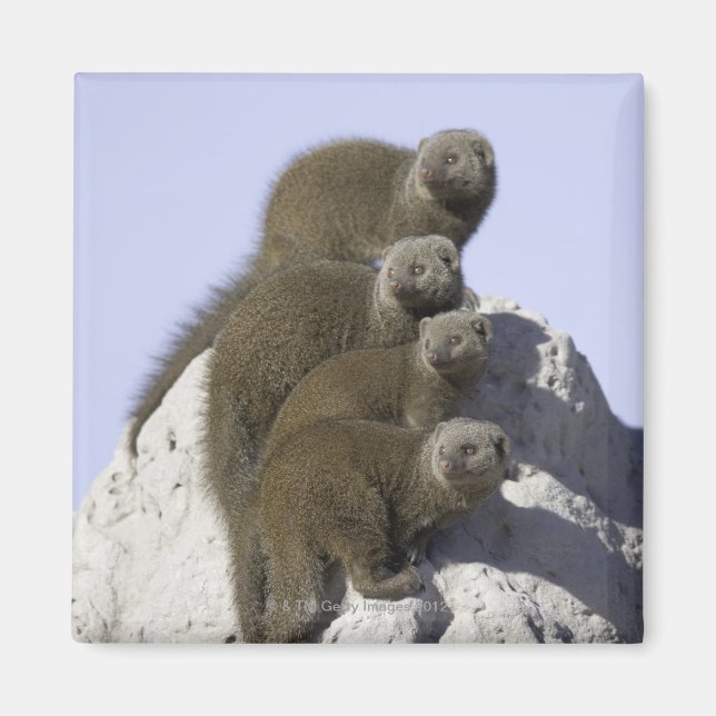 Íman Grupo de Mongoose Anã num Monte Termite em (Frente)