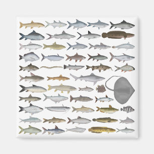 Íman Grupo de Peixes de Água Doce da Ásia do Sul