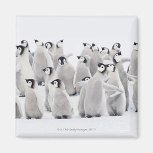 Íman Grupo de pinguins de imperador (forsteri do