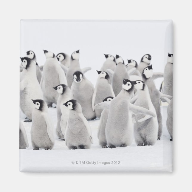 Íman Grupo de Pinguins Imperadores (Aptenodytes forster (Frente)