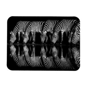 Íman Grupo de Zebras da Planície Bebem Juntas à Noite