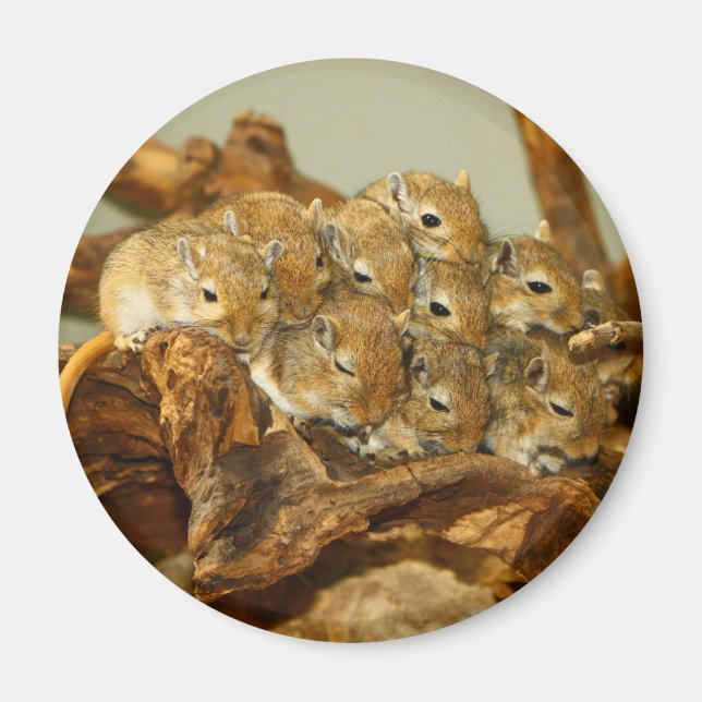 Íman Grupo Mongol Gerbils Meriones Unguiculatus (Frente)