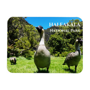Íman Grupo Nēnore, Haleakalā National Park, Maui, HI