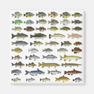 Íman Grupo Norte-Americano de Peixes Águas frescas