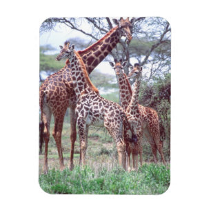 Íman Grupo ou Rebanho de Girafas com Filhotes, Giraffa