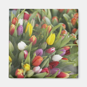 Íman Grupos de tulipas coloridas