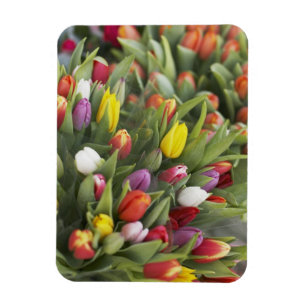 Íman Grupos de tulipas coloridas