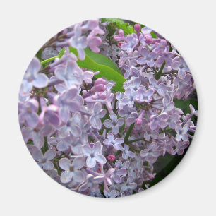 Íman Grupos do Lilac