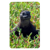 guana marinha das galápagos