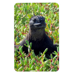 Íman guana marinha das galápagos
