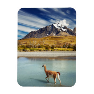 Íman Guanaco que cruza o rio em Torres del Paine