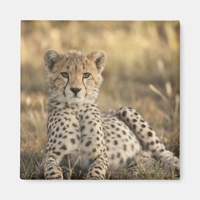 Íman Guepardo, Acinonyx jubatus (Frente)