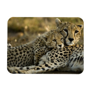 Íman Guepardo, Acinonyx jubatus, com filhote no Masai 2