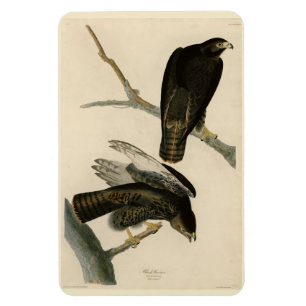 Íman Guerreiro Negro (Falcão de cauda vermelha) de Aves