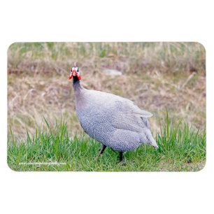 Íman Guiné Fowl