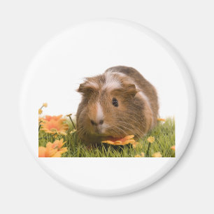 Íman guinea pigs tem-se lawn