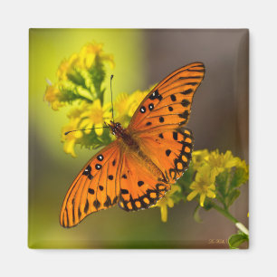 Íman Gulf Fritillary também conhecida como Borboleta da