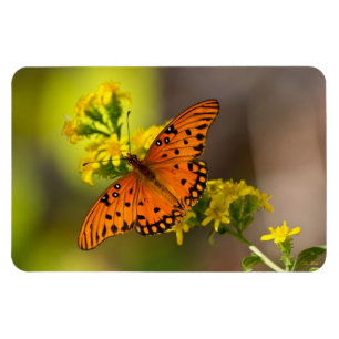 Íman Gulf Fritillary também conhecida como Borboleta da