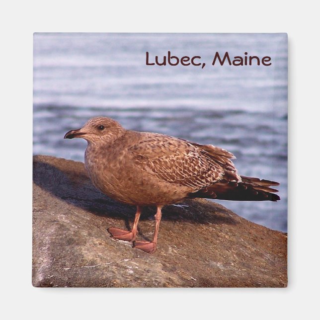 Íman Gull em Lubec, Maine (Frente)